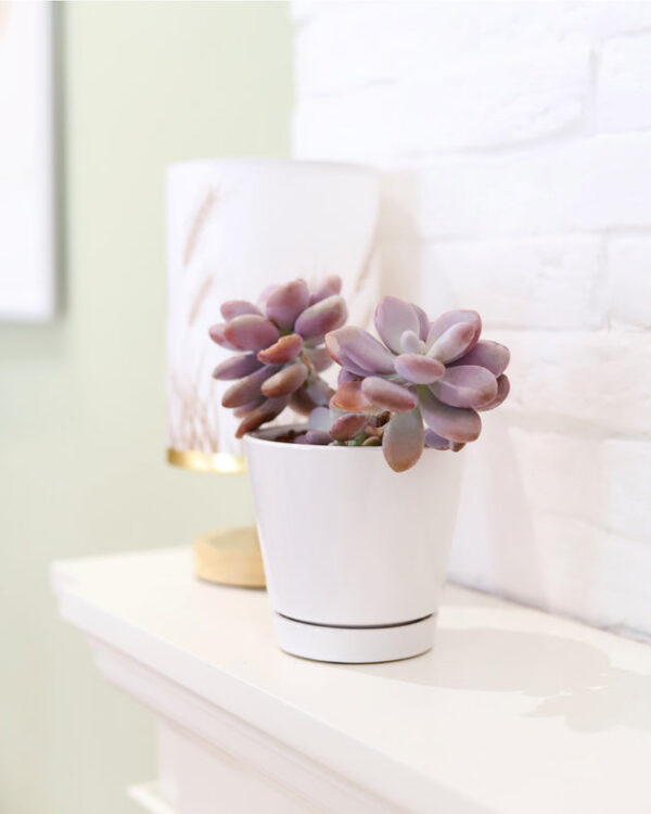 Pack of 3 White Minimalist Ceramic Pots - Image 8