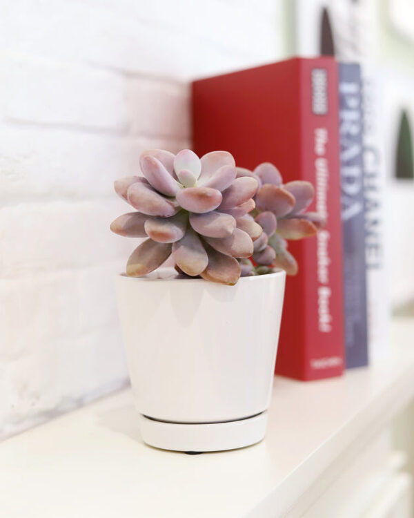 Pack of 3 White Minimalist Ceramic Pots - Image 4