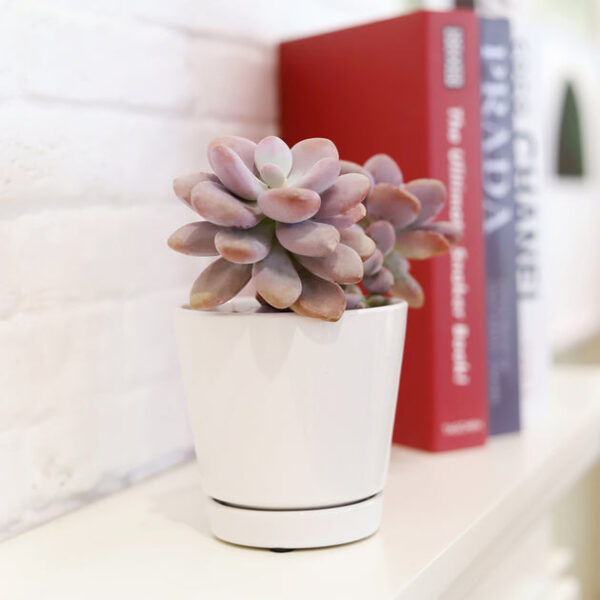 Pack of 3 Minimalist Ceramic Pots (White, Gray and Oatmeal) - Image 6