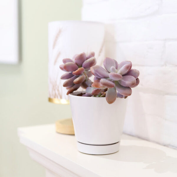 4 inch White Minimalist Pot with Saucer - Image 9