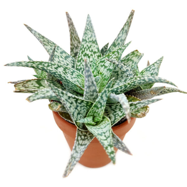 White Fox Aloe Plant - Image 2
