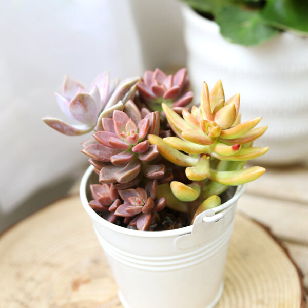 2.5" White Tin Pail - Image 4