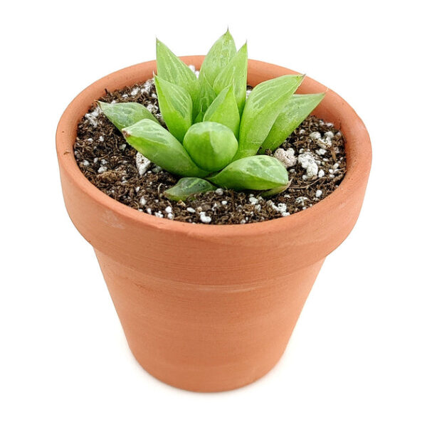 Window Haworthia Succulent - Image 8
