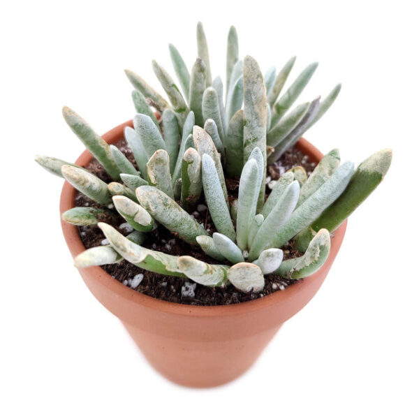 Woolly Senecio Scaposus - Image 3
