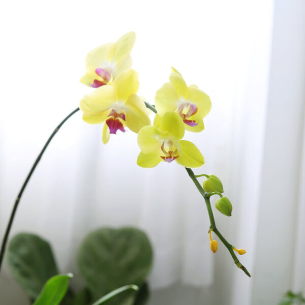 Yellow Phalaenopsis Orchid - Image 2