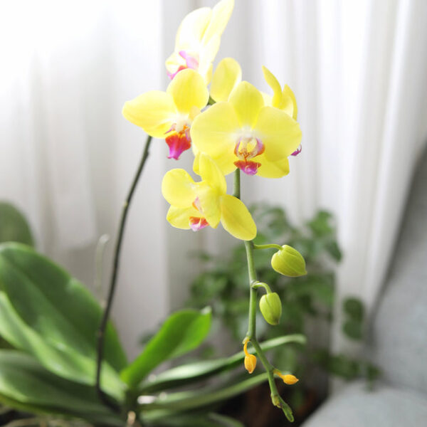 Yellow Phalaenopsis Orchid - Image 3