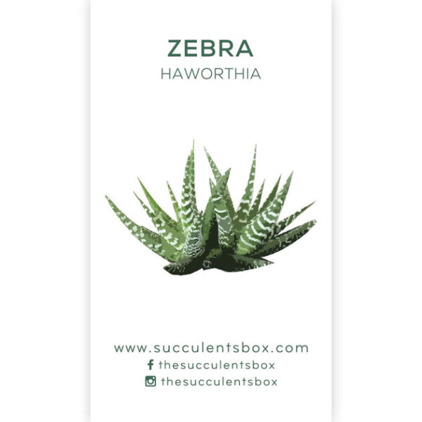 Agave/ Aloe/ Gasteria and Haworthia Succulent ID Cards - Image 2