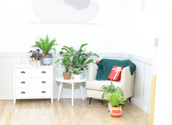 Dracaena Cintho - Image 9