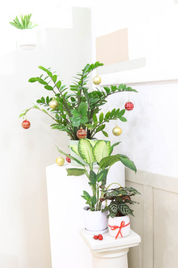 Dieffenbachia Tropic Snow - Image 9